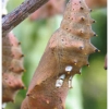 nymphalis polychloros pupa